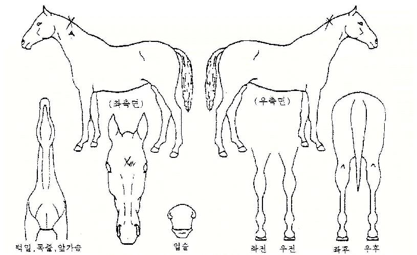 È¿±¤ÀÇ Ãø¸é,¿ì¸é,µÞ¸é,µÎ»ó,´Ù¸®ÀÇ Æ¯Â¡µµÇØ