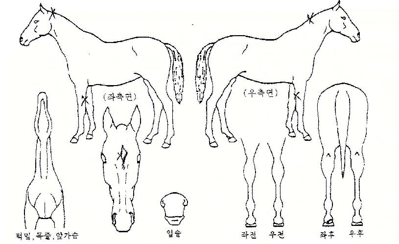 ½º¸¶ÀÏÀÇ Ãø¸é,¿ì¸é,µÞ¸é,µÎ»ó,´Ù¸®ÀÇ Æ¯Â¡µµÇØ