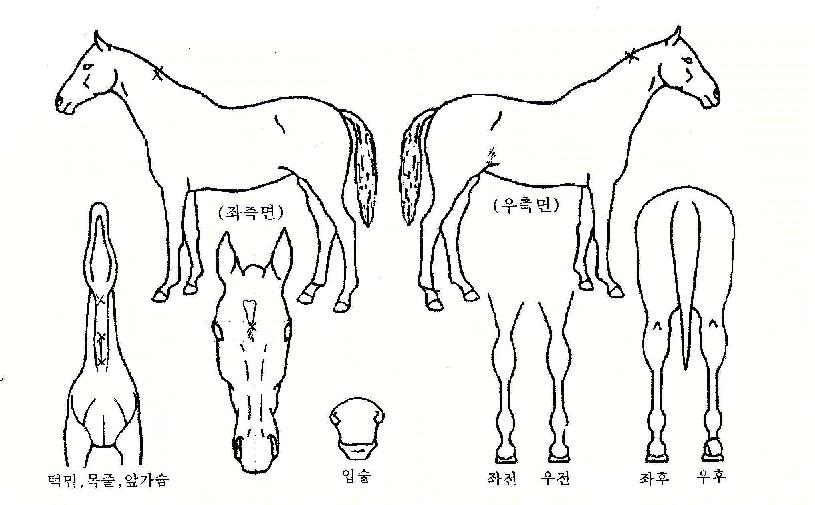 �帲����Ʈ�� ����,���,�޸�,�λ�,�ٸ��� Ư¡����