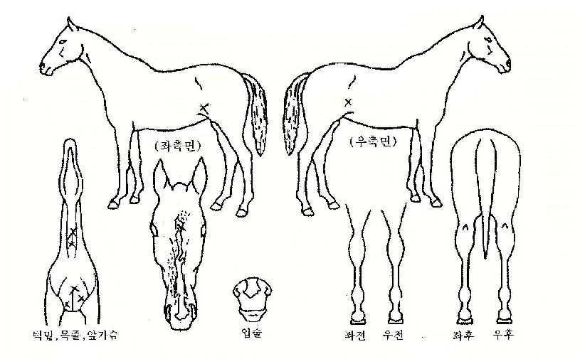 ������ ����,���,�޸�,�λ�,�ٸ��� Ư¡����