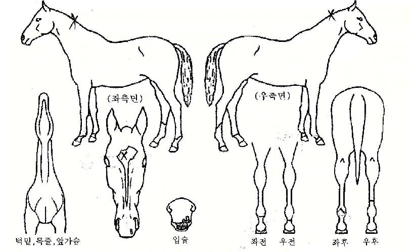 ´ÃǪ¸¥¿ì¸®ÀÇ Ãø¸é,¿ì¸é,µÞ¸é,µÎ»ó,´Ù¸®ÀÇ Æ¯Â¡µµÇØ