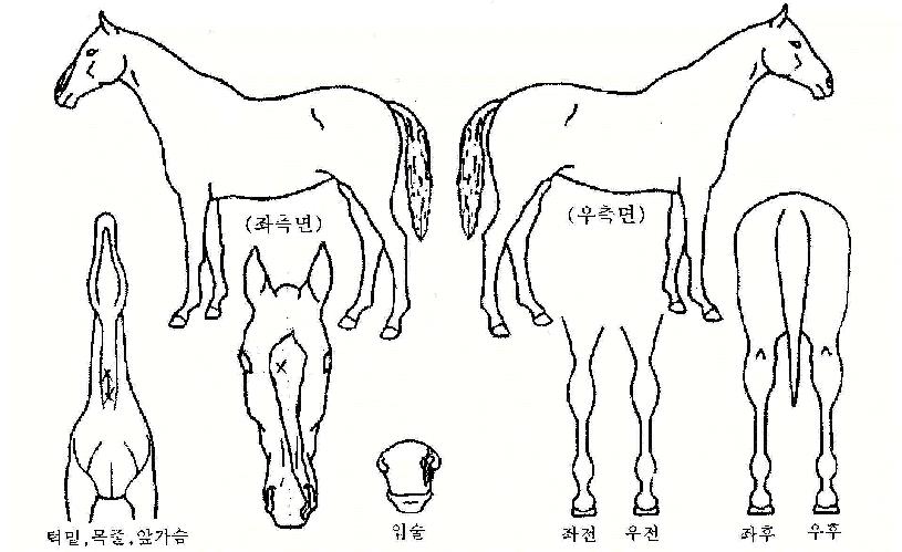 Ʈ������ ����,���,�޸�,�λ�,�ٸ��� Ư¡����