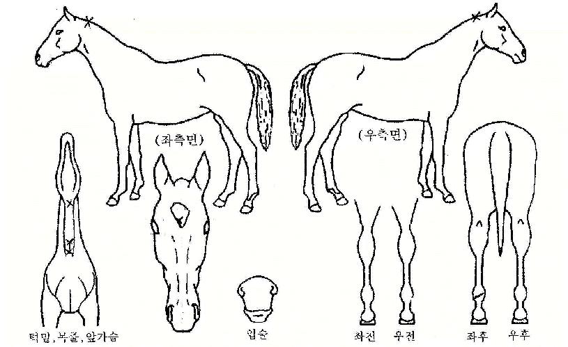 ���Ѱ�ȣ�� ����,���,�޸�,�λ�,�ٸ��� Ư¡����