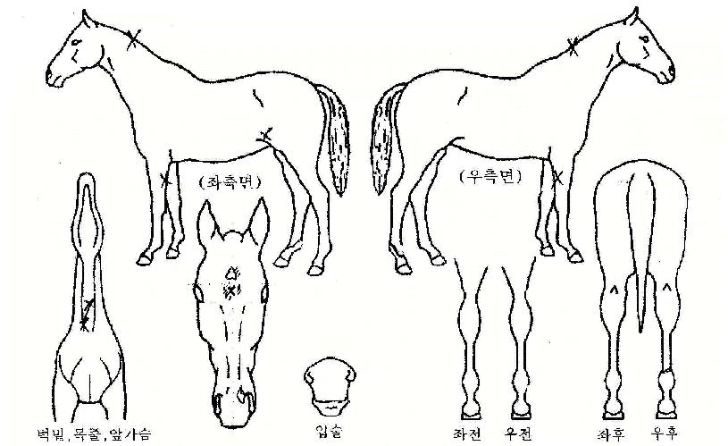 ¼¼ºì½ºÅ¸ÀÇ Ãø¸é,¿ì¸é,µÞ¸é,µÎ»ó,´Ù¸®ÀÇ Æ¯Â¡µµÇØ