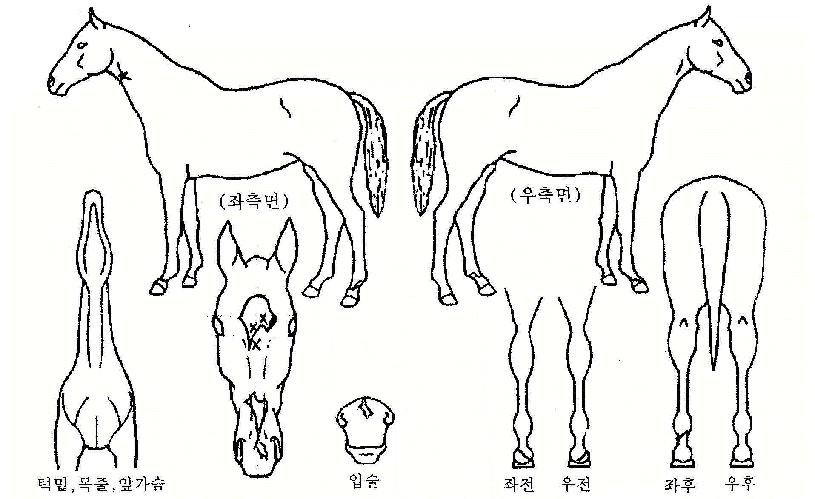 ���༺�� ����,���,�޸�,�λ�,�ٸ��� Ư¡����