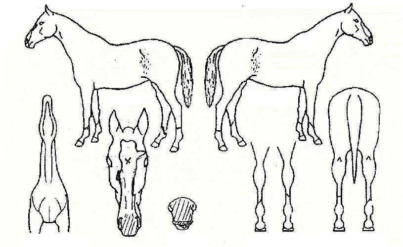 ´ë½ÂÀü°³ÀÇ Ãø¸é,¿ì¸é,µÞ¸é,µÎ»ó,´Ù¸®ÀÇ Æ¯Â¡µµÇØ