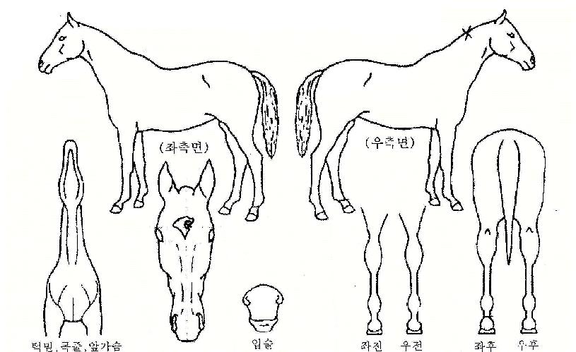 ���������� ����,���,�޸�,�λ�,�ٸ��� Ư¡����