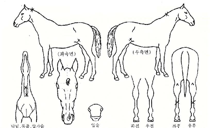 º£·¯½ºÆ®·ÕÀÇ Ãø¸é,¿ì¸é,µÞ¸é,µÎ»ó,´Ù¸®ÀÇ Æ¯Â¡µµÇØ