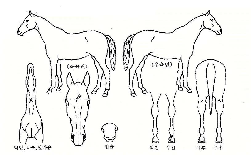 ½ÃÆÄÀÌÀÇ Ãø¸é,¿ì¸é,µÞ¸é,µÎ»ó,´Ù¸®ÀÇ Æ¯Â¡µµÇØ
