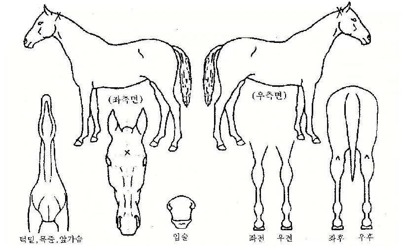 ��Ƽ���̾�Ʈ�� ����,���,�޸�,�λ�,�ٸ��� Ư¡����