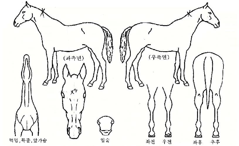 Ǫ�������� ����,���,�޸�,�λ�,�ٸ��� Ư¡����