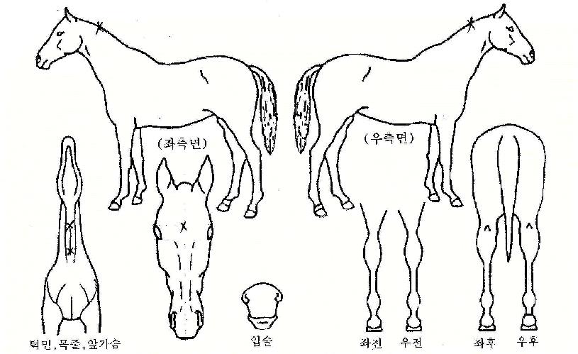 �������� ����,���,�޸�,�λ�,�ٸ��� Ư¡����