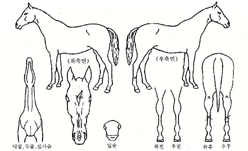 ÅÂdz°ÀÚÀÇ Ãø¸é,¿ì¸é,µÞ¸é,µÎ»ó,´Ù¸®ÀÇ Æ¯Â¡µµÇØ