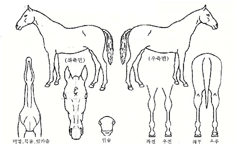 ¾ÆÄ§ÇØÀÇ Ãø¸é,¿ì¸é,µÞ¸é,µÎ»ó,´Ù¸®ÀÇ Æ¯Â¡µµÇØ