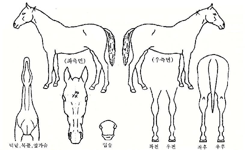 ·ÎŰÀÇ Ãø¸é,¿ì¸é,µÞ¸é,µÎ»ó,´Ù¸®ÀÇ Æ¯Â¡µµÇØ