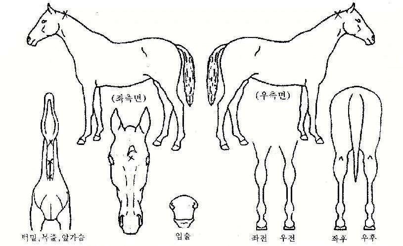 �������� ����,���,�޸�,�λ�,�ٸ��� Ư¡����