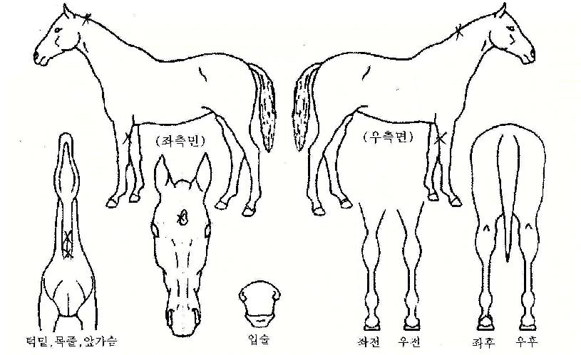 �����Դ��� ����,���,�޸�,�λ�,�ٸ��� Ư¡����