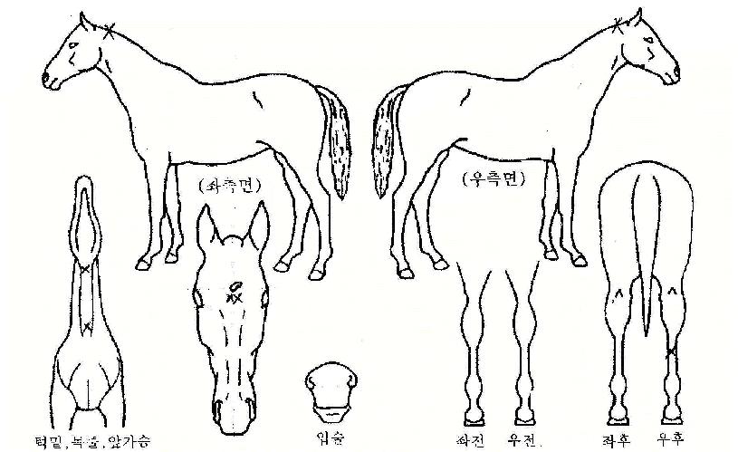 À°·Î°³¹æÀÇ Ãø¸é,¿ì¸é,µÞ¸é,µÎ»ó,´Ù¸®ÀÇ Æ¯Â¡µµÇØ