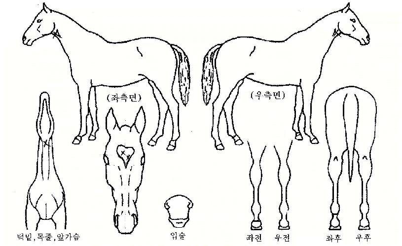 ¿À¿ùÀÇÇâ±âÀÚ¸¶ÀÇ Ãø¸é,¿ì¸é,µÞ¸é,µÎ»ó,´Ù¸®ÀÇ Æ¯Â¡µµÇØ