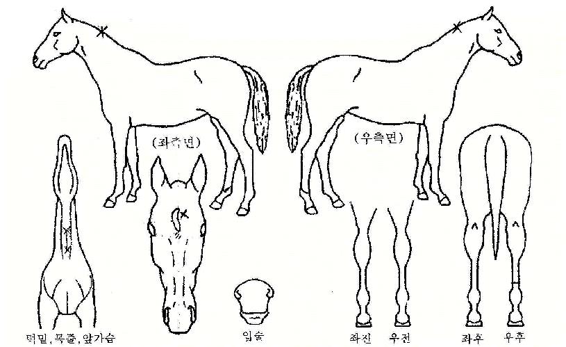 ž��ũ���� ����,���,�޸�,�λ�,�ٸ��� Ư¡����