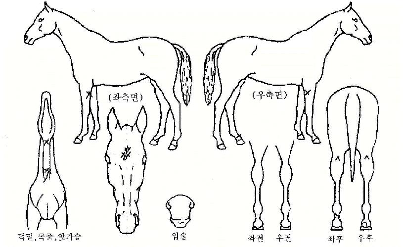 �Ź����� ����,���,�޸�,�λ�,�ٸ��� Ư¡����