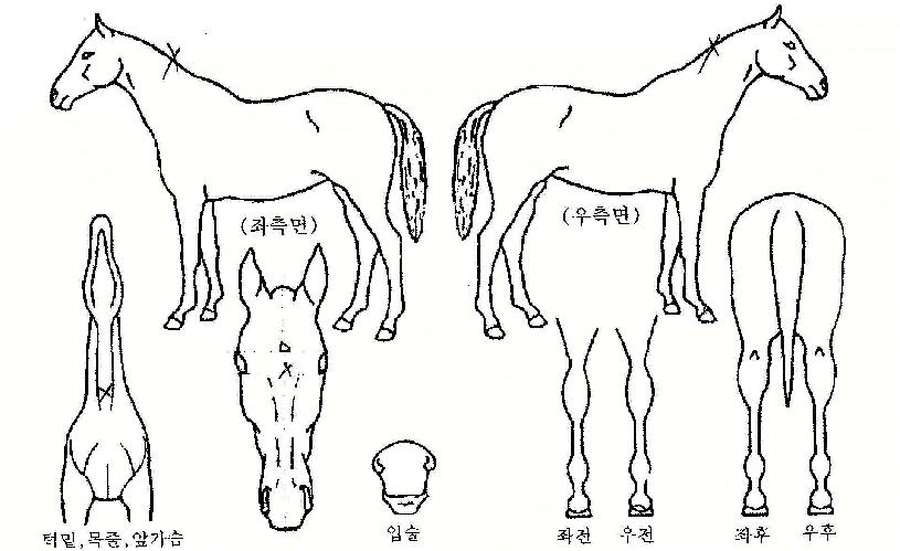 ±¤¼ÓÁúÁÖÀÇ Ãø¸é,¿ì¸é,µÞ¸é,µÎ»ó,´Ù¸®ÀÇ Æ¯Â¡µµÇØ