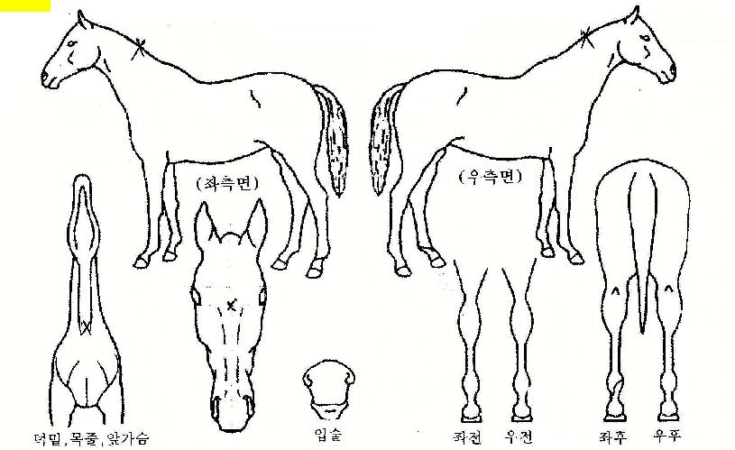 ÇÙÁÖ¸ÔÀÇ Ãø¸é,¿ì¸é,µÞ¸é,µÎ»ó,´Ù¸®ÀÇ Æ¯Â¡µµÇØ