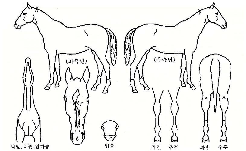 ÇϴüÒÀÇ Ãø¸é,¿ì¸é,µÞ¸é,µÎ»ó,´Ù¸®ÀÇ Æ¯Â¡µµÇØ