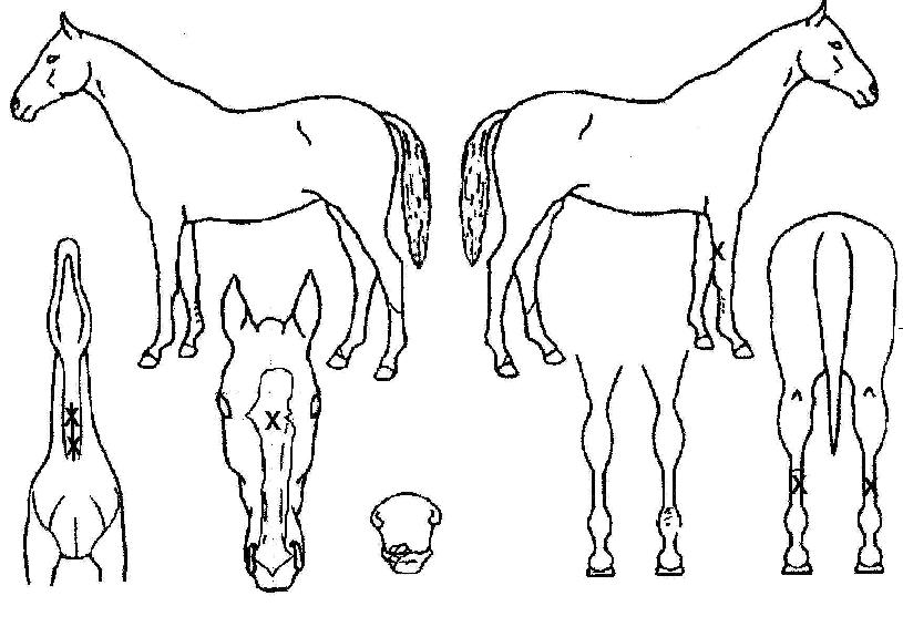 �Ϻ������� ����,���,�޸�,�λ�,�ٸ��� Ư¡����