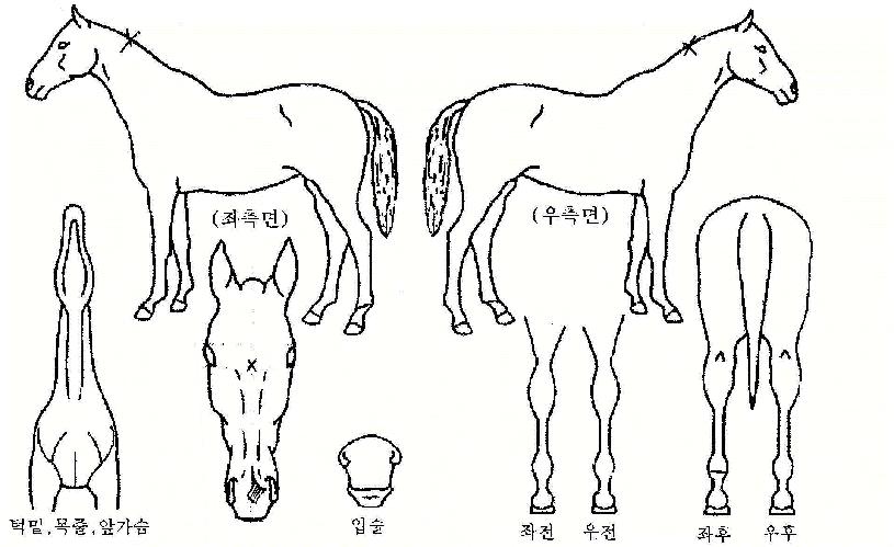 ���Ӵ��� ����,���,�޸�,�λ�,�ٸ��� Ư¡����