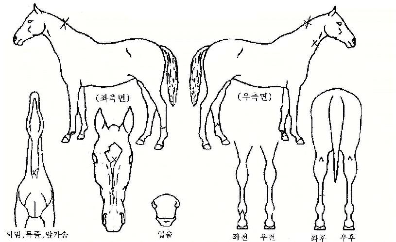 ºÏ±ØÇØÀÇ Ãø¸é,¿ì¸é,µÞ¸é,µÎ»ó,´Ù¸®ÀÇ Æ¯Â¡µµÇØ