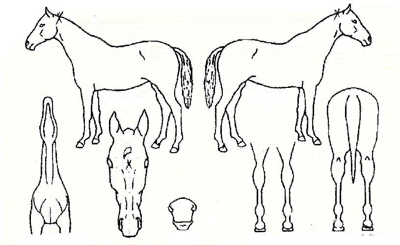 ������ġ�� ����,���,�޸�,�λ�,�ٸ��� Ư¡����