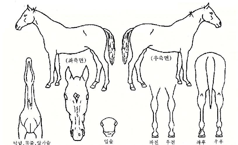 ȭ���Ѿ�ħ�� ����,���,�޸�,�λ�,�ٸ��� Ư¡����