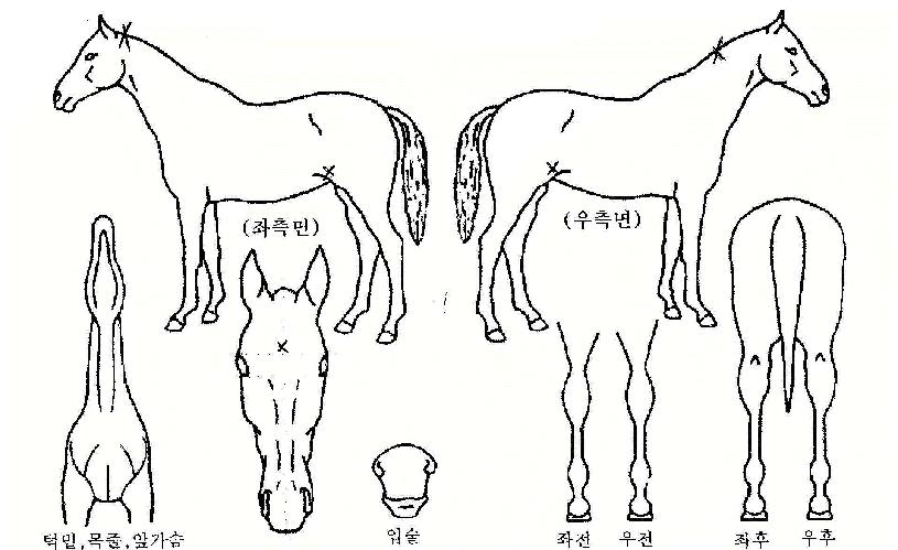 ���浿�� ����,���,�޸�,�λ�,�ٸ��� Ư¡����