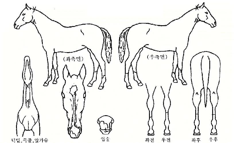 ����Ƽ�� ����,���,�޸�,�λ�,�ٸ��� Ư¡����