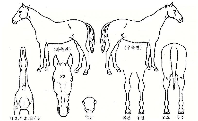 �����Ǹ����� ����,���,�޸�,�λ�,�ٸ��� Ư¡����