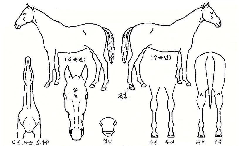 ·ÎÄϸÇÀÇ Ãø¸é,¿ì¸é,µÞ¸é,µÎ»ó,´Ù¸®ÀÇ Æ¯Â¡µµÇØ