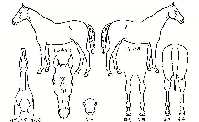 ±î»ßµýÀÇ Ãø¸é,¿ì¸é,µÞ¸é,µÎ»ó,´Ù¸®ÀÇ Æ¯Â¡µµÇØ