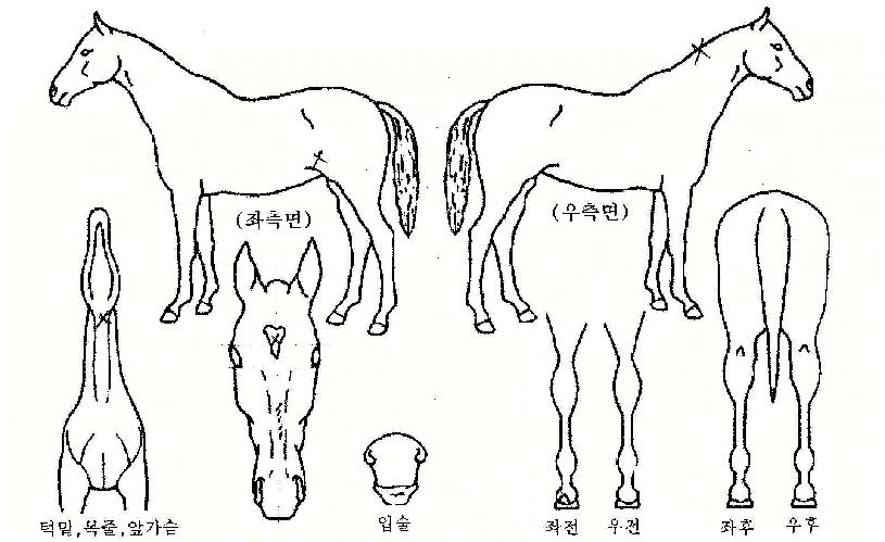 �к������ڸ��� ����,���,�޸�,�λ�,�ٸ��� Ư¡����