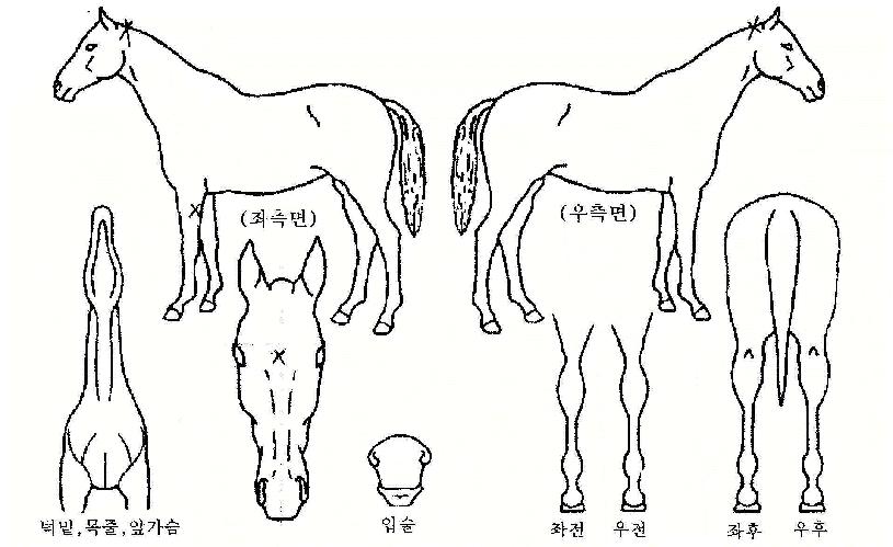 º°ºû³ªÀÇ Ãø¸é,¿ì¸é,µÞ¸é,µÎ»ó,´Ù¸®ÀÇ Æ¯Â¡µµÇØ