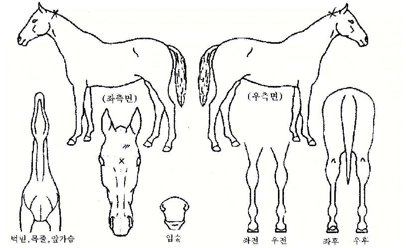 �ô����� ����,���,�޸�,�λ�,�ٸ��� Ư¡����