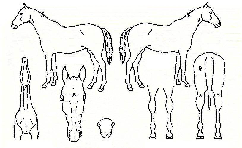 À½¼ÓÀÇ Ãø¸é,¿ì¸é,µÞ¸é,µÎ»ó,´Ù¸®ÀÇ Æ¯Â¡µµÇØ