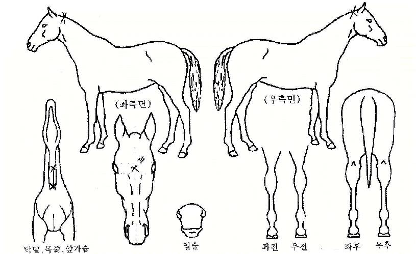 ¿¸°¾ÆÄ§ÀÇ Ãø¸é,¿ì¸é,µÞ¸é,µÎ»ó,´Ù¸®ÀÇ Æ¯Â¡µµÇØ