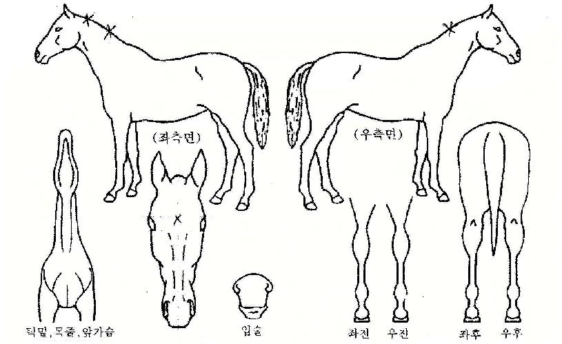 ¿À¹öÅõµµ¹öÀÚ¸¶ÀÇ Ãø¸é,¿ì¸é,µÞ¸é,µÎ»ó,´Ù¸®ÀÇ Æ¯Â¡µµÇØ