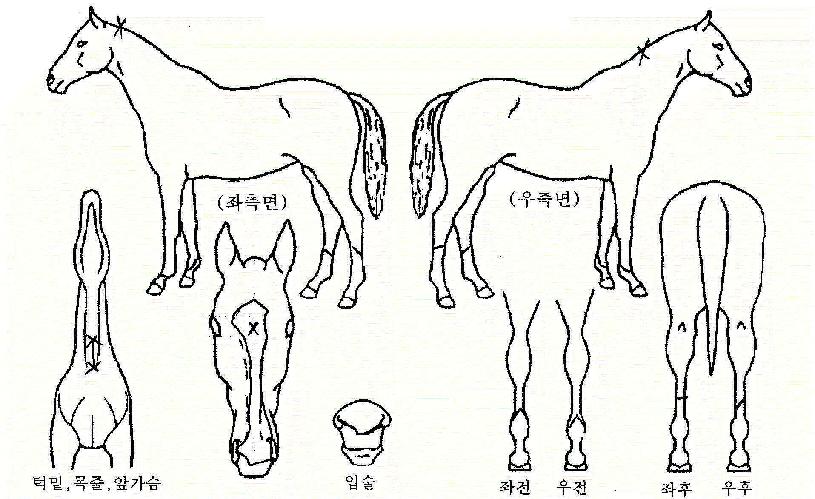 ÃÖ°Àå¼öÀÇ Ãø¸é,¿ì¸é,µÞ¸é,µÎ»ó,´Ù¸®ÀÇ Æ¯Â¡µµÇØ