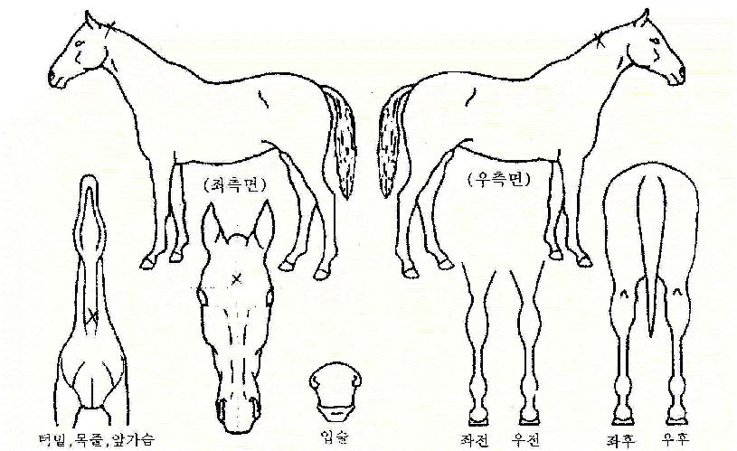 ¿ë±â¹é¹èÀÇ Ãø¸é,¿ì¸é,µÞ¸é,µÎ»ó,´Ù¸®ÀÇ Æ¯Â¡µµÇØ