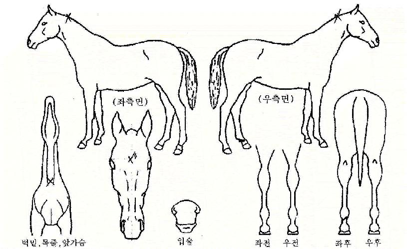 ��氭�� ����,���,�޸�,�λ�,�ٸ��� Ư¡����