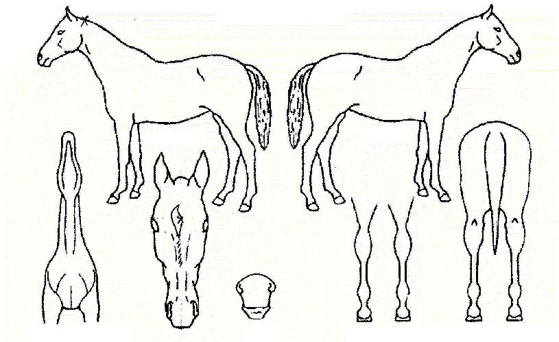 ���������� ����,���,�޸�,�λ�,�ٸ��� Ư¡����