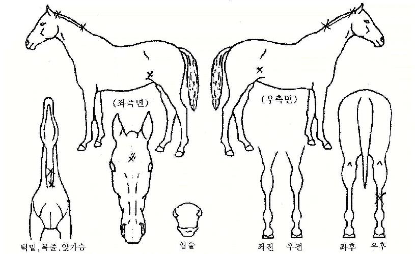 �����̾��ڸ��� ����,���,�޸�,�λ�,�ٸ��� Ư¡����