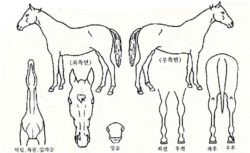 ���뱤�� ����,���,�޸�,�λ�,�ٸ��� Ư¡����